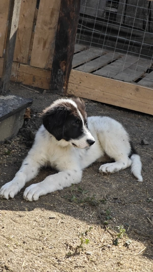 Câine ciobănesc de Bucovina  - imagine 2