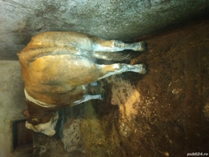 vnd juninca in 8 luni gonita  - imagine 2