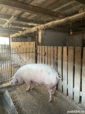 De vanzare porc - imagine 2