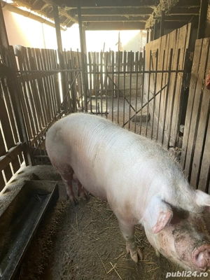 De vanzare porc - imagine 3