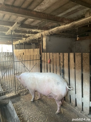 De vanzare porc - imagine 4