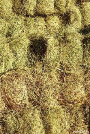 baloti de fan si lucernă 