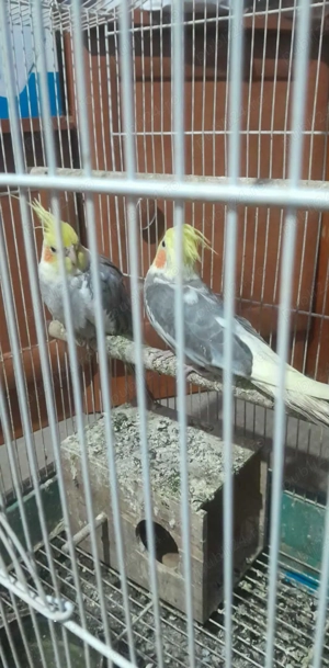 Papagali de vânzare  - imagine 2