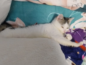 Donez pisoiaș drăgălaș,are 3 luni. - imagine 3