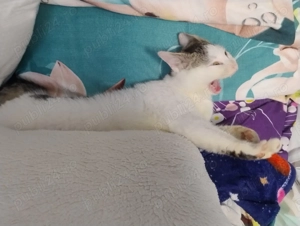 Donez pisoiaș drăgălaș,are 3 luni. - imagine 2