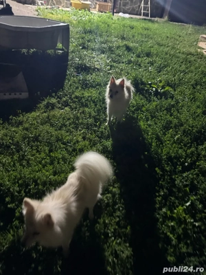 vand doua femele de pomeranian spitz - imagine 5