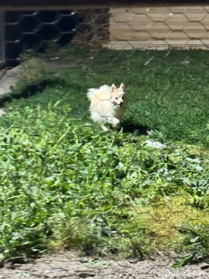 vand doua femele de pomeranian spitz - imagine 4