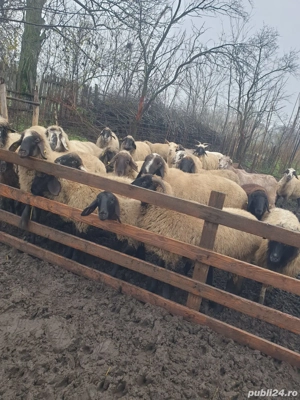 vand oi de prasila  - imagine 4