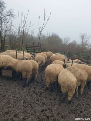 vand oi de prasila  - imagine 3