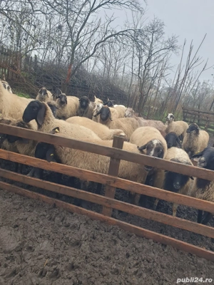 vand oi de prasila  - imagine 5