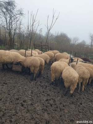 vand oi de prasila  - imagine 2