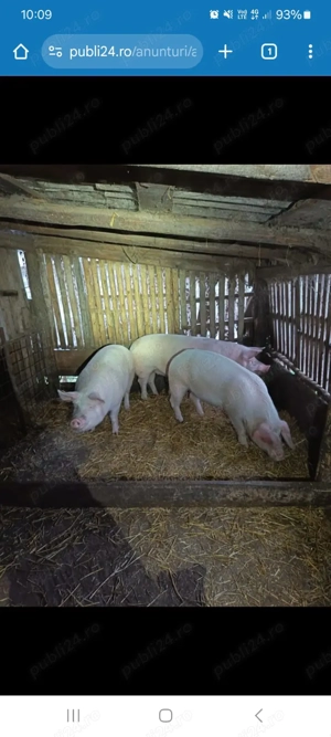 Vând porci crescuți natural!