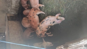 Vând porci - soldani...duroc+pietrean - imagine 2