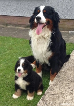 Ciobănesc de Berna Fetiță - imagine 2