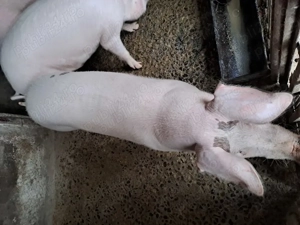 Vand porci tineri, 15 ron kg - imagine 2