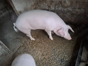 Vand porci tineri, 15 ron kg