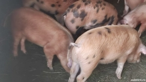 Vând porci - soldani...duroc+pietrean - imagine 3