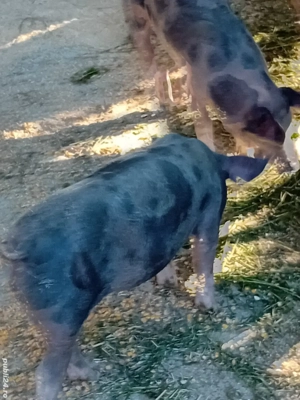 grasuni pietrean  - imagine 2