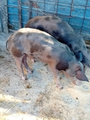 grasuni pietrean  - imagine 3