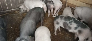 Vând grăsuni  - imagine 3