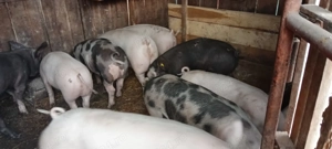 Vând grăsuni  - imagine 4