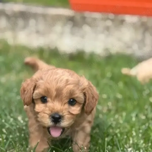 Puiuți Maltipoo disponibili imediat.  Asigur transport  - imagine 3