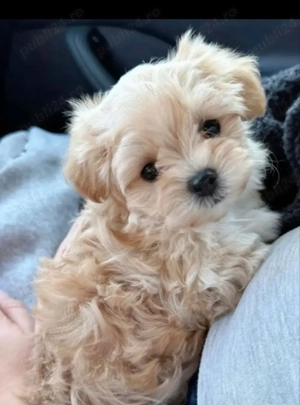 Puiuți Maltipoo disponibili imediat.  Asigur transport 