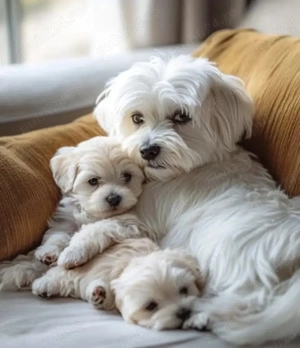 Puiuți Maltipoo disponibili imediat.  Asigur transport  - imagine 2