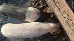 Vând porc tânăr aproximativ 80-90 - imagine 3