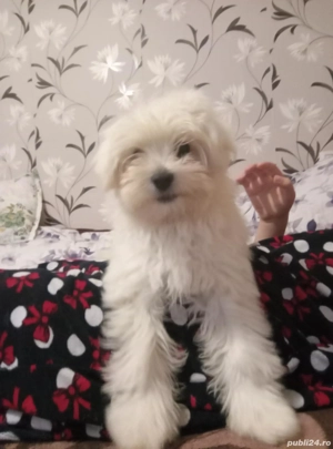 Vand Bichon de 3 luni 