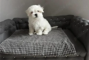 Ofertă imbatabila! Doar luna aceasta!  - imagine 2