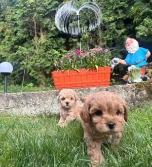 Ofertă imbatabila! Doar luna aceasta!  - imagine 5