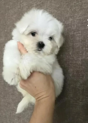 Ofertă imbatabila! Doar luna aceasta!  - imagine 3