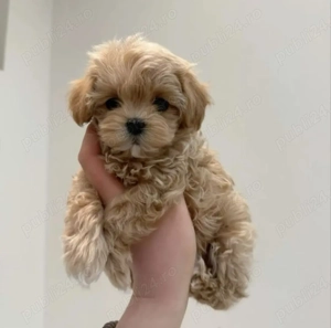 Ofertă imbatabila! Doar luna aceasta!  - imagine 4