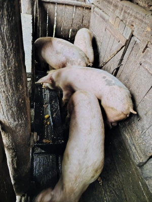 Șoldani 8 9 luni la alegere 