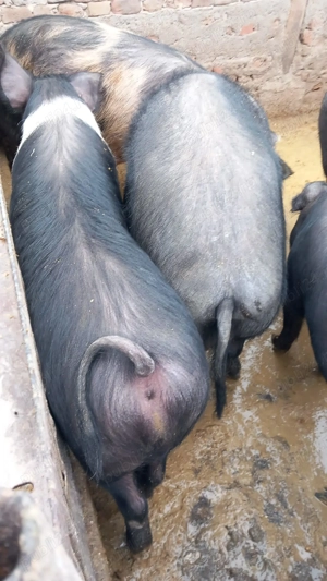 Vând       porci  Bazna cu duroc - imagine 3