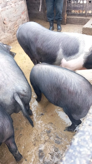 Vând       porci  Bazna cu duroc - imagine 2