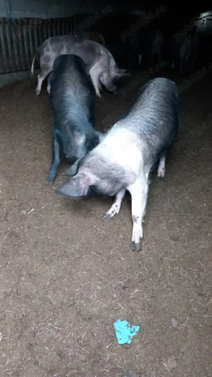 Vând       porci  Bazna cu duroc
