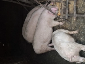 purcei 40-50 kg - imagine 2