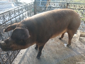Porci de vanzare  - imagine 3