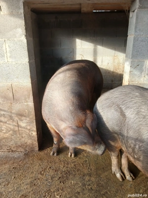 Porci de vanzare  - imagine 4