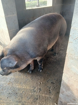 Porci de vanzare  - imagine 5
