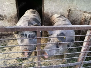 Porc de vânzare crescut în gospodărie