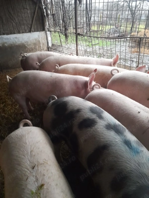Vând porci 100-140kg - imagine 2