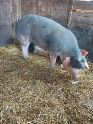 De vanzare - imagine 2