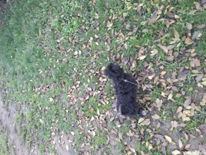 De vanzare bichon bolognese negru - imagine 3