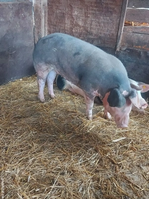 De vanzare - imagine 3