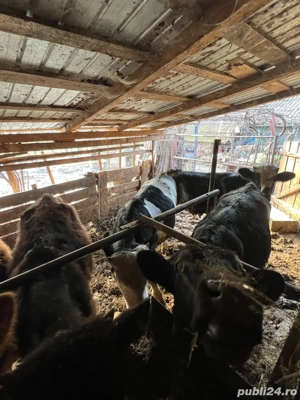 vitei de vanzare - imagine 4