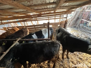 vitei de vanzare - imagine 2