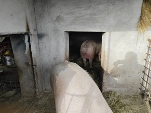 Vând porci crescuți în gospodărie 